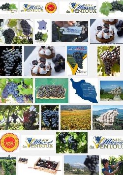 Muscat du Ventoux (aoc-aop)